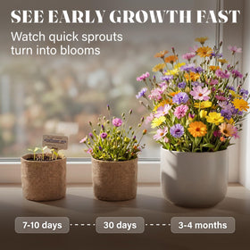 AVERGO indoor garden setup demonstrates compact, space-saving blooms.