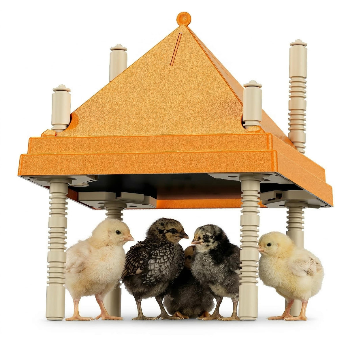 AvianHarvst chick brooder plate with anti-roosting cone prevents perching and keeps surface clean.