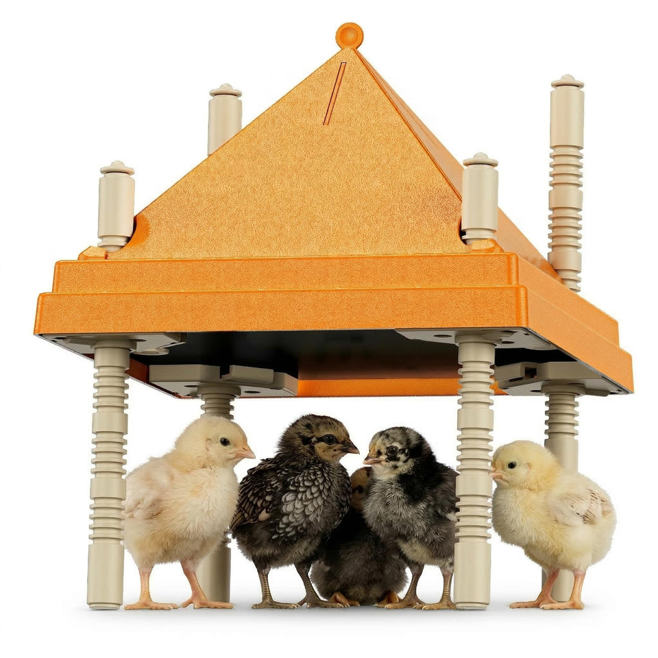 AvianHarvst chick brooder plate with anti-roosting cone prevents perching and keeps surface clean.
