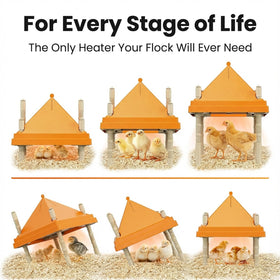AvianHarvst chick brooder plate height-adjustable legs allow growth without repositioning heat source.