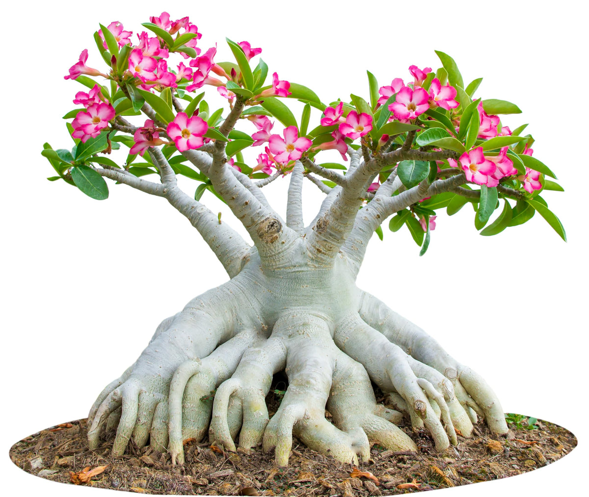 Awesome Industries bonsai desert rose seeds for compact plant styling.