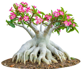 Awesome Industries bonsai desert rose seeds for compact plant styling.