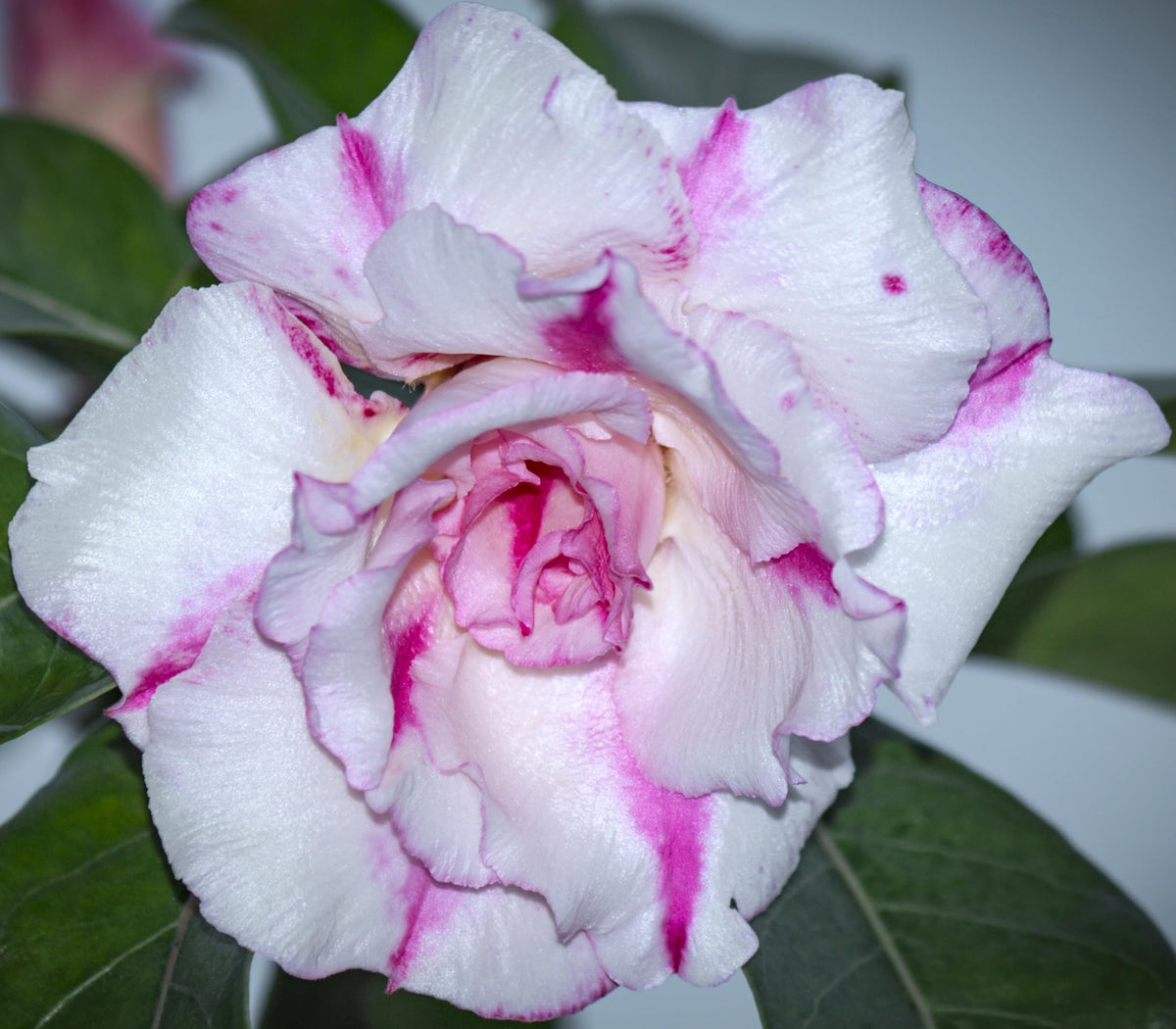 Awesome Industries Desert Rose ideal for indoor display and outdoor ornament