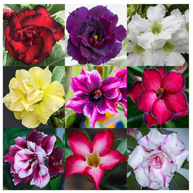 Awesome Industries Desert Rose seeds in mixed colors for ornamental gardens