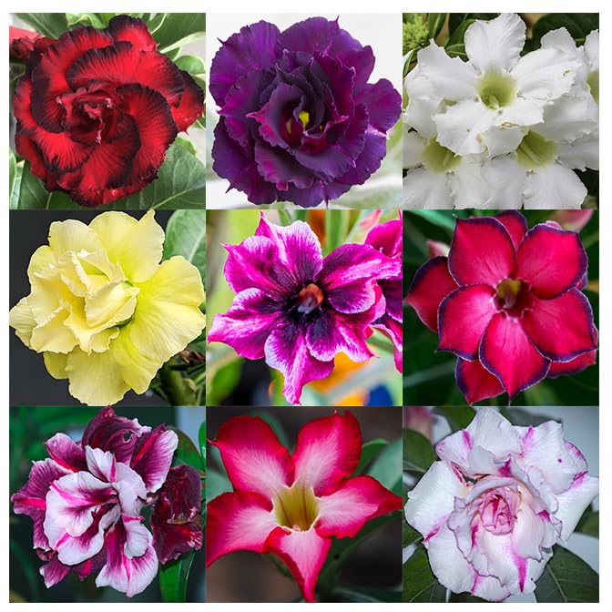 Awesome Industries Desert Rose seeds in mixed colors for ornamental gardens