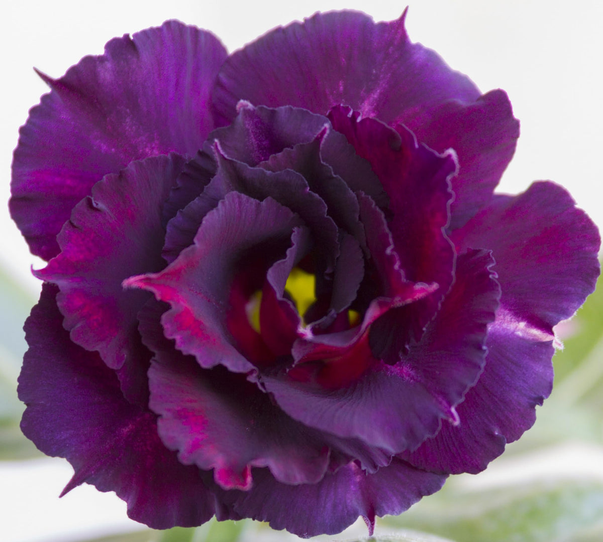 Awesome Industries Desert Rose is drought-tolerant and adaptable to pots or garden beds