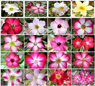 Soaking Awesome Industries Desert Rose seeds boosts germination