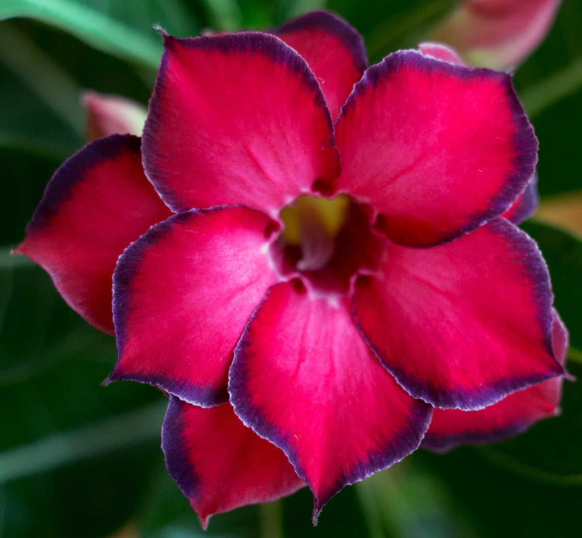 Awesome Industries tropical rose seeds adenium obesum offer outdoor color and year-round interest.