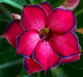 Awesome Industries tropical rose seeds adenium obesum offer outdoor color and year-round interest.