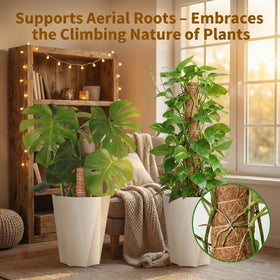 AWIBIKU Monstera training setup for climbing plants