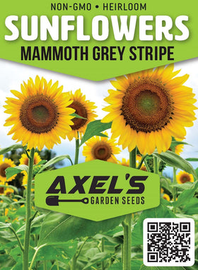 Axel's Garden Seeds Mammoth sunflower packet back with simple cultivation tips.