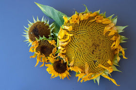 Axel's Mammoth Sunflowers reaching impressive height and golden blooms.