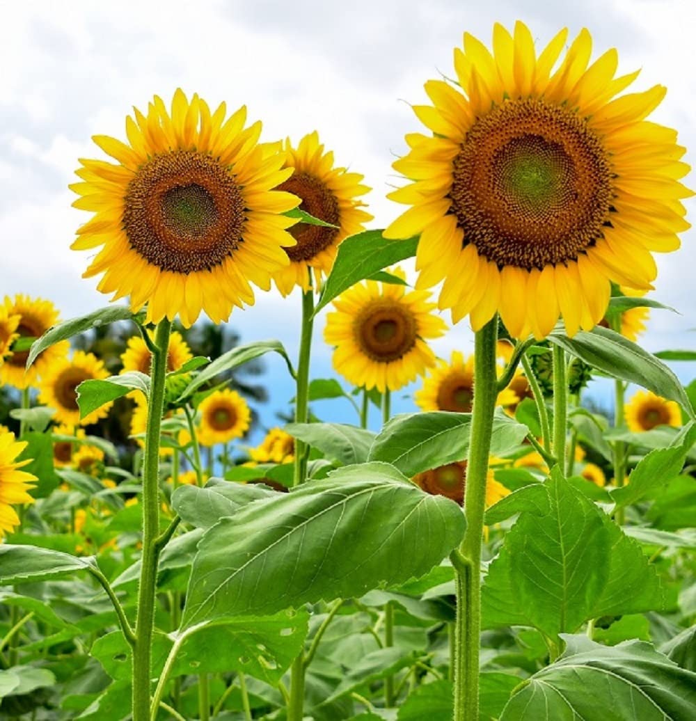 Axel's Garden Seeds Mammoth sunflower back packaging with growing instructions.