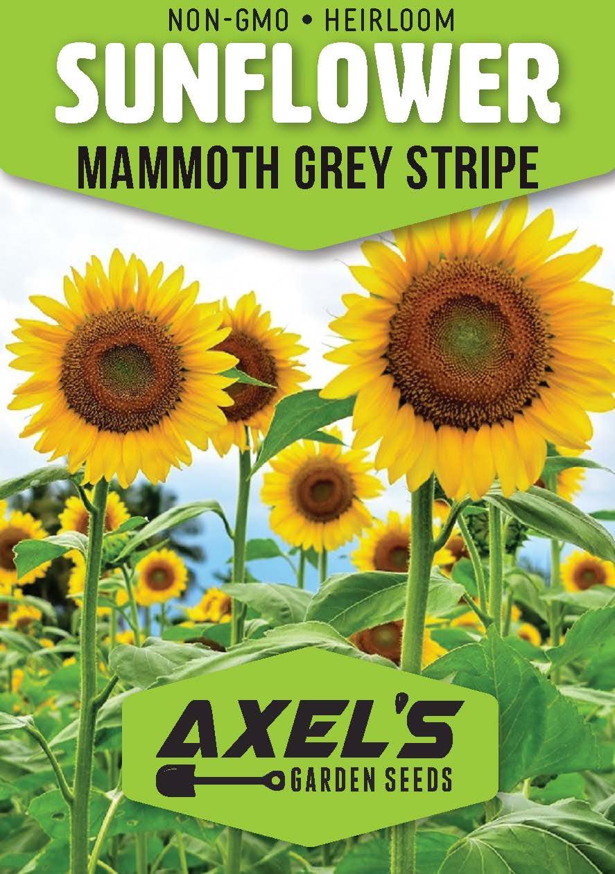 Axel's Garden Seeds Mammoth Sunflower seed packet front with helpful growing instructions.