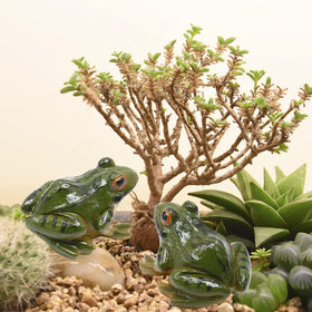 Aynaxcol terrarium frog figurine provides a vivid micro habitat accent