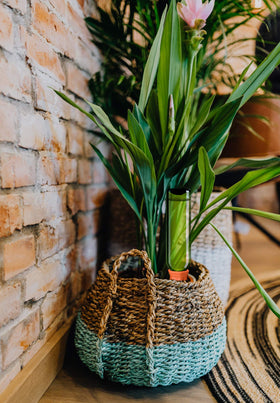 B SEPOR 6-pack set ideal for vacation plant care and travel.