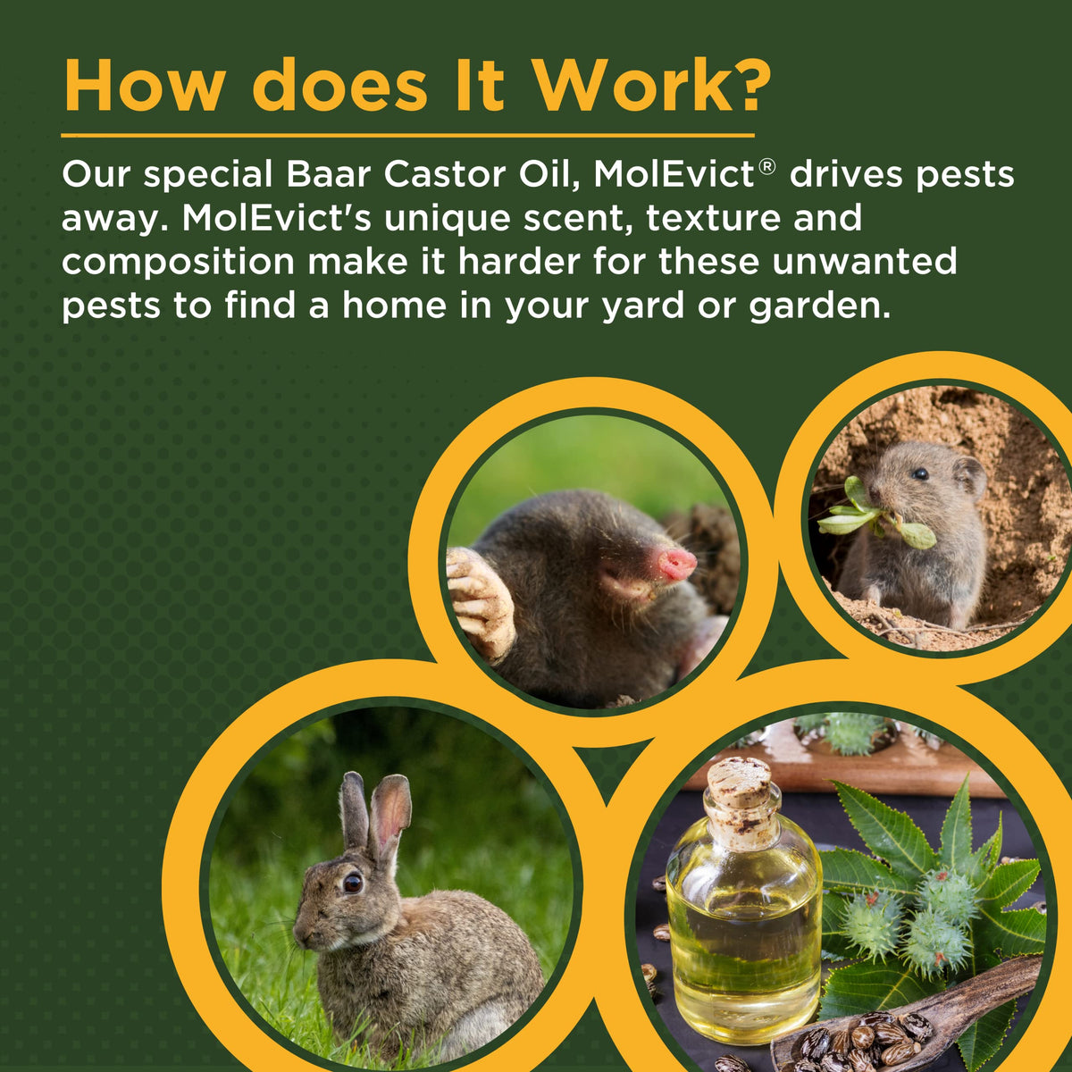 MolEvict applied to lawn to deter moles and voles.