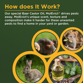 MolEvict applied to lawn to deter moles and voles.