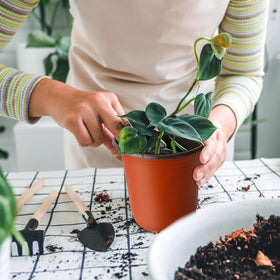 Baaxxango seed starting and propagation with reusable nursery pots.