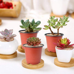 Baaxxango succulent propagation pot ideal for cuttings and starter plants