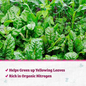 Back to the Roots Blood Meal root development supports strong root systems.