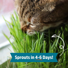 Back to the Roots cat grass wheatgrass seeds for feline enrichment and digestion.