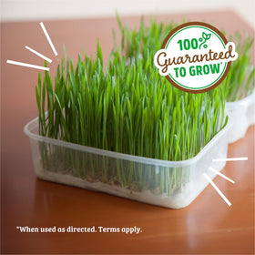 Back to the Roots catgrass snack, fiber-rich for cats