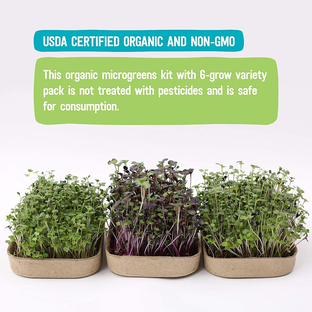 Back to the Roots green-thumb support provides easy guidance for first-time microgreen gardeners.