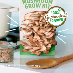 Back to the Roots grow kit on a windowsill demonstrates compact indoor cultivation