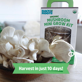 Back to the Roots mister-spraying-daily demonstrates effortless daily care for steady growth.