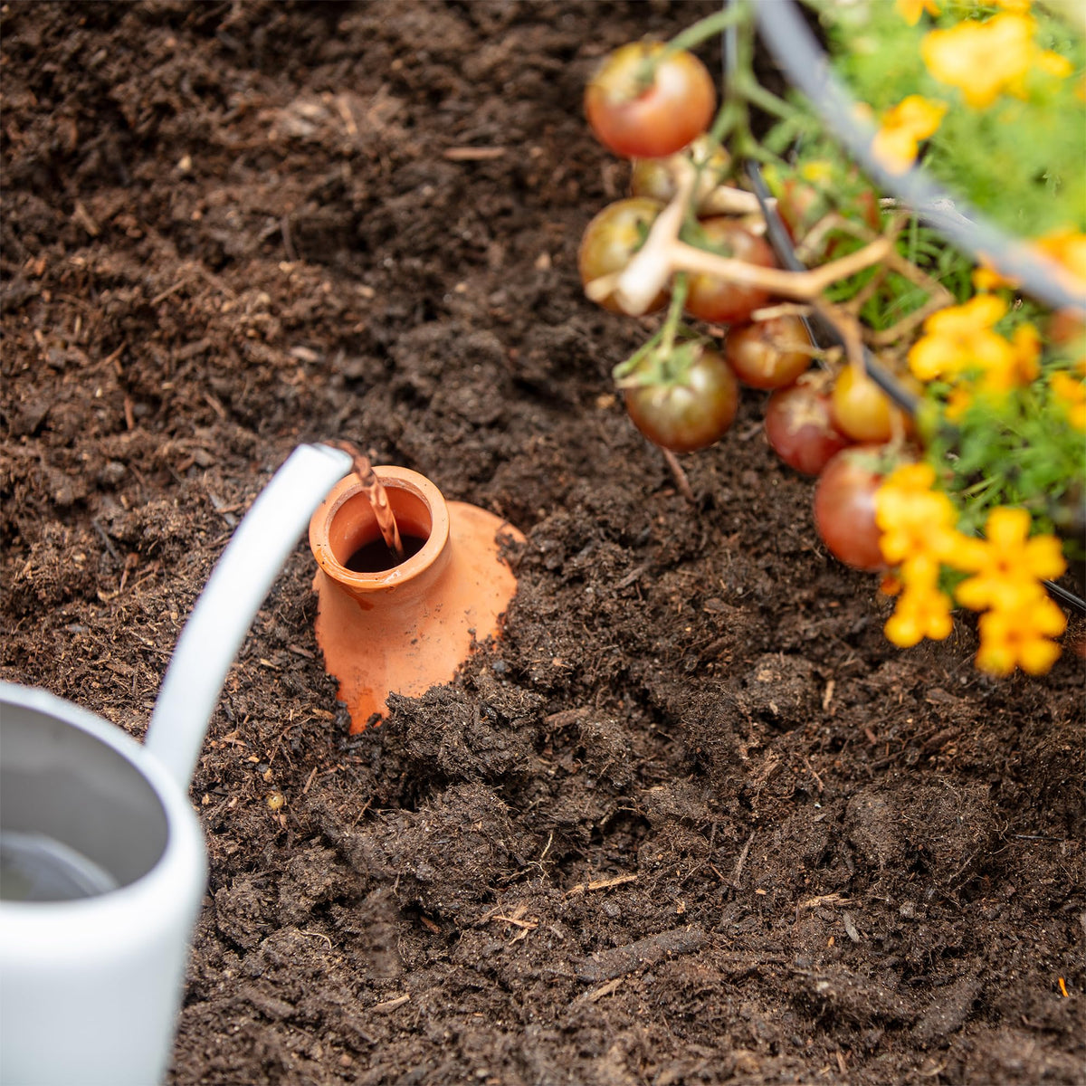 Back to the Roots Olla pot 700ml capacity ready for weekend watering.