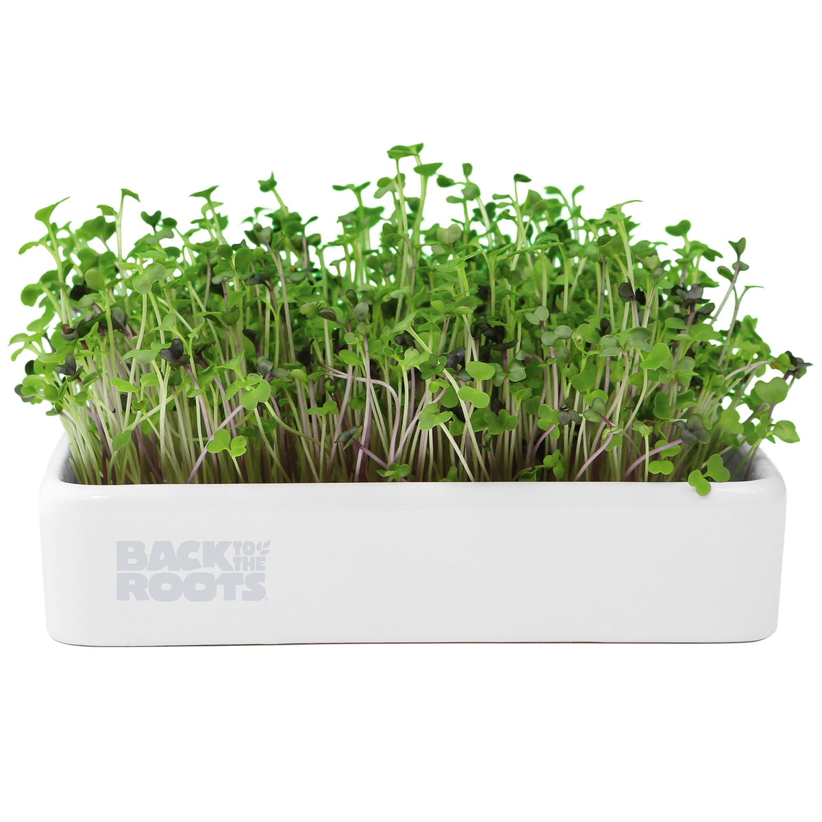 Back to the Roots ceramic planter with microgreens ready to grow fresh greens at home