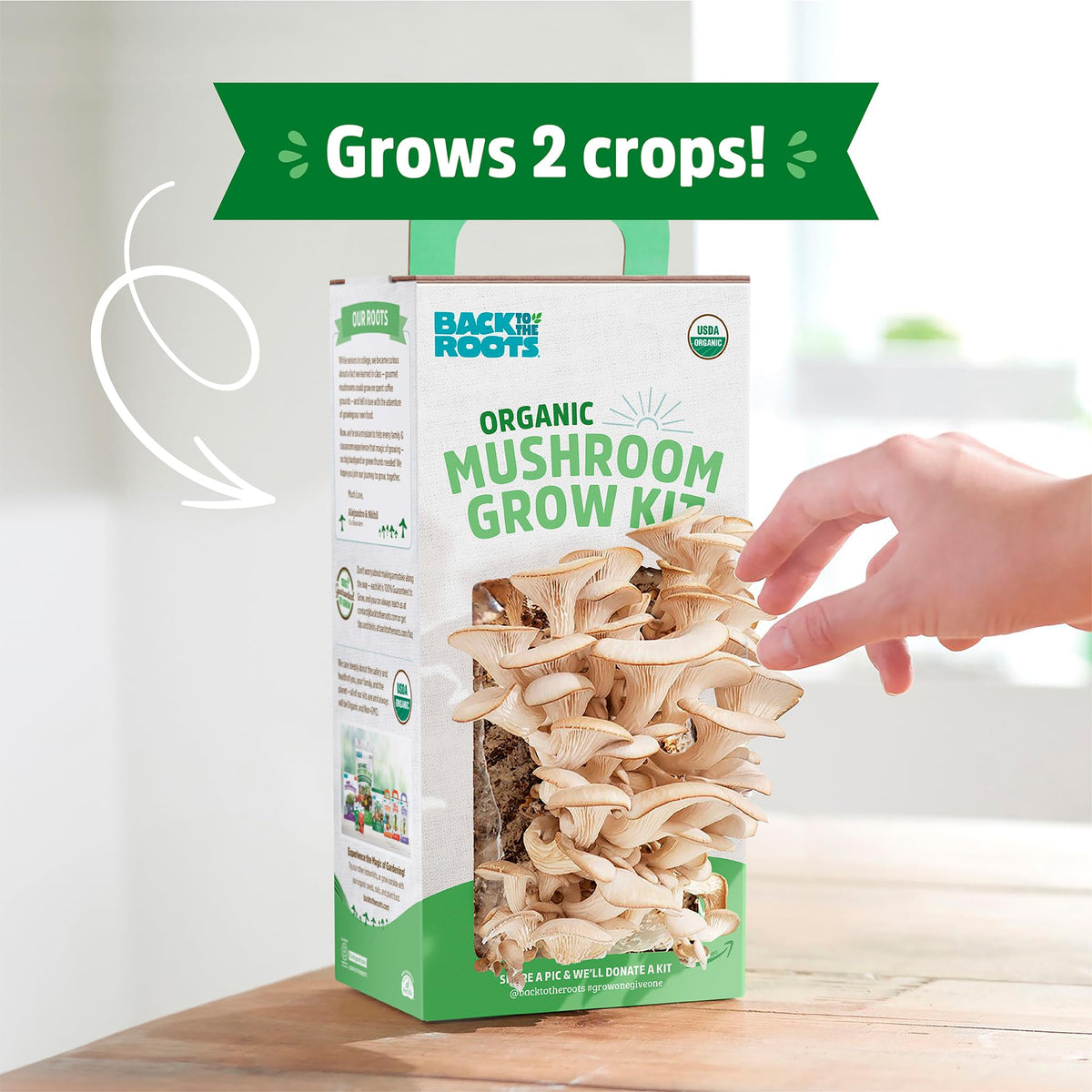 Back to the Roots organic mushroom grow kit indoor growth near indirect light