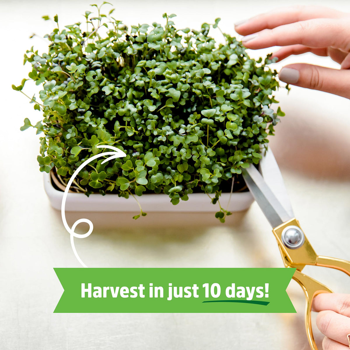 Back to the Roots organic seeds microgreen blend close-up for vibrant home harvests