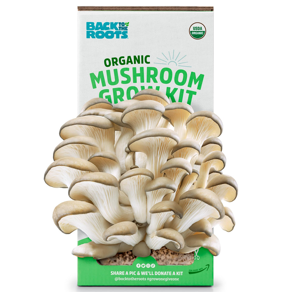 Back to the Roots oyster mushroom grow kit box ready for indoor cultivation and fresh harvests