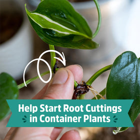 Back to the Roots perlite promotes root growth and strong soil structure in pots.