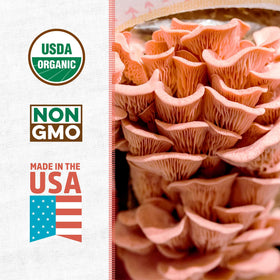 Back to the Roots pink mushroom grow kit setup with mister for simple home cultivation.