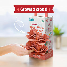 Back to the Roots pink mushroom grow kit on a sunlit windowsill, year‑round harvest potential.