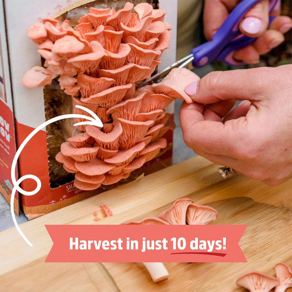 Back to the Roots pink mushroom harvest in 10 days from the kit.
