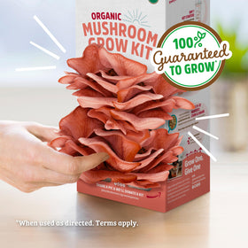 Back to the Roots pink mushrooms yield 3–4 servings per crop.