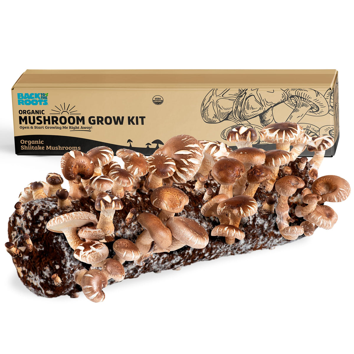 Back to the Roots Shiitake kit ready to grow on a sunny windowsill.