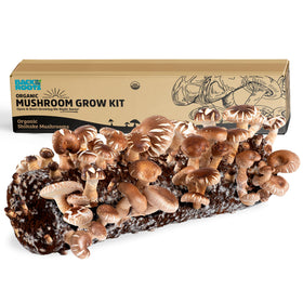 Back to the Roots Shiitake kit ready to grow on a sunny windowsill.