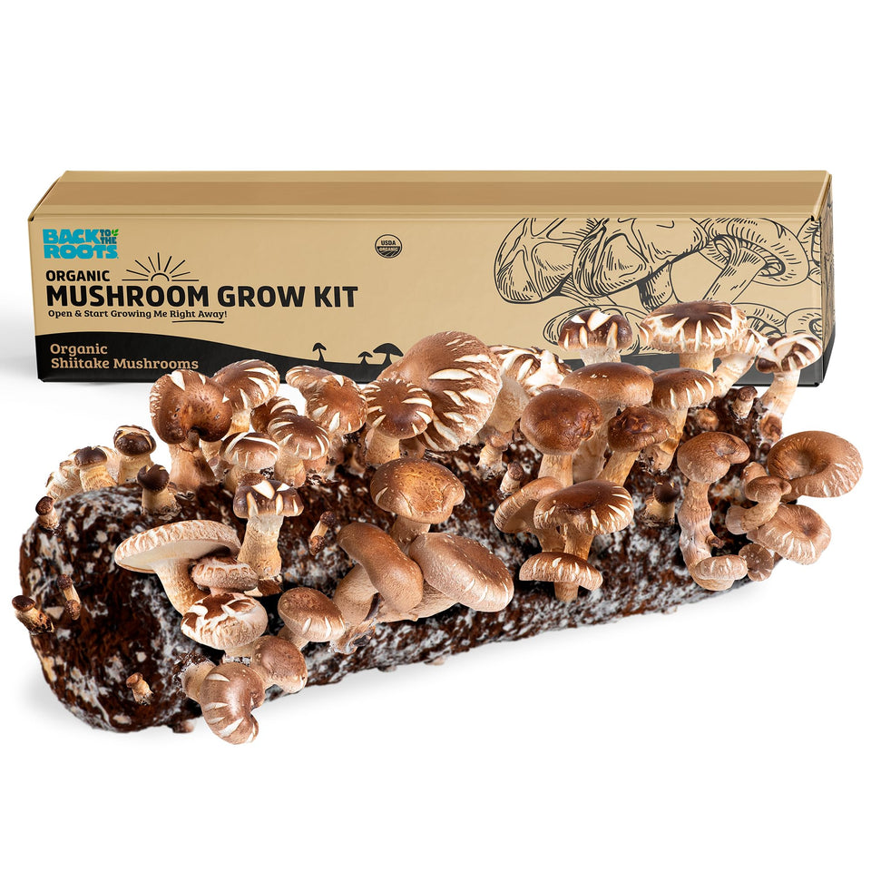 Back to the Roots Shiitake kit ready to grow on a sunny windowsill.