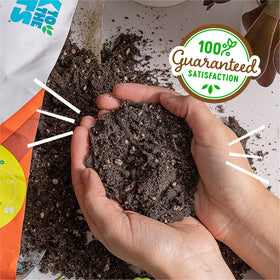 Back to the Roots soil mix ready-to-use setup invites confident planting and drainage.