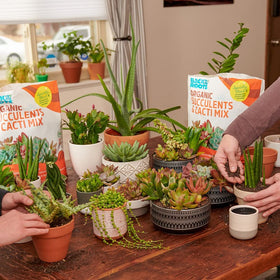Back to the Roots smart gardener choice for succulents