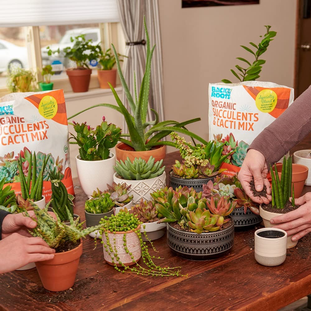 Back to the Roots smart gardener choice for succulents
