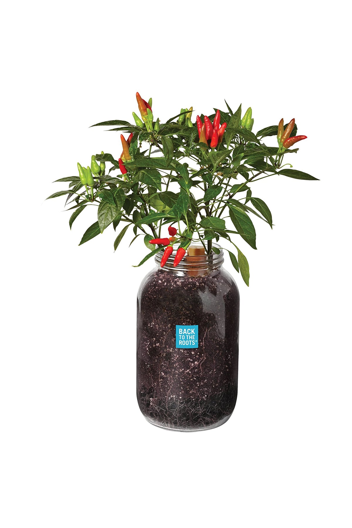 Back to the Roots Windowsill Planter chili kit ready for indoor harvest.