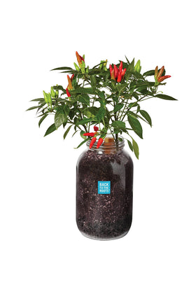 Back to the Roots Windowsill Planter chili kit ready for indoor harvest.