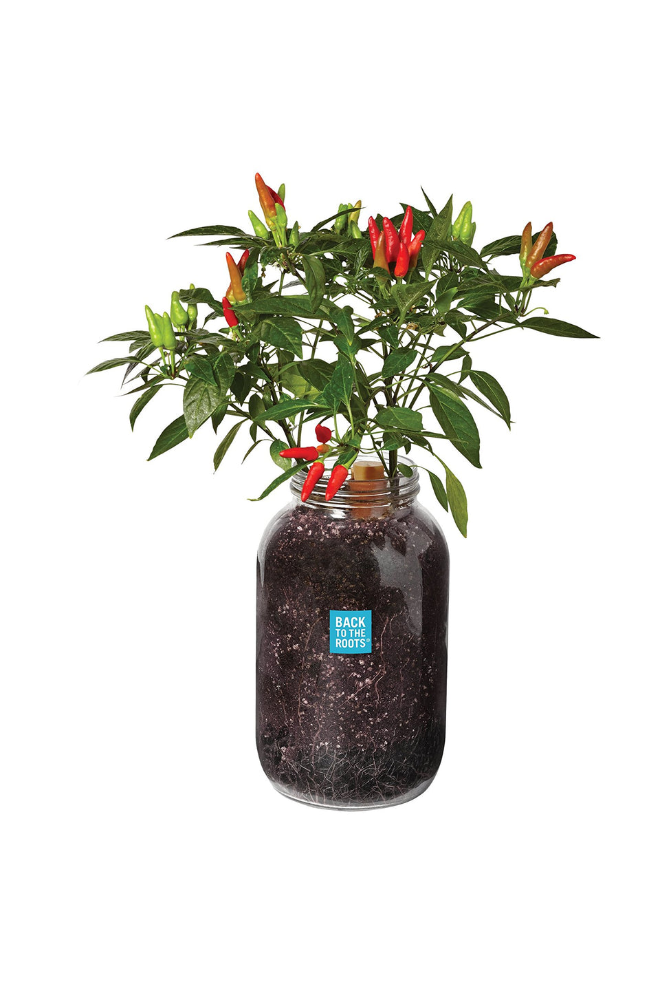 Back to the Roots Windowsill Planter chili kit ready for indoor harvest.