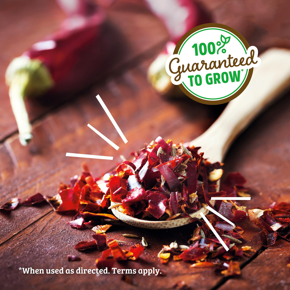 Back to the Roots chili seeds sprouting in organic soil.